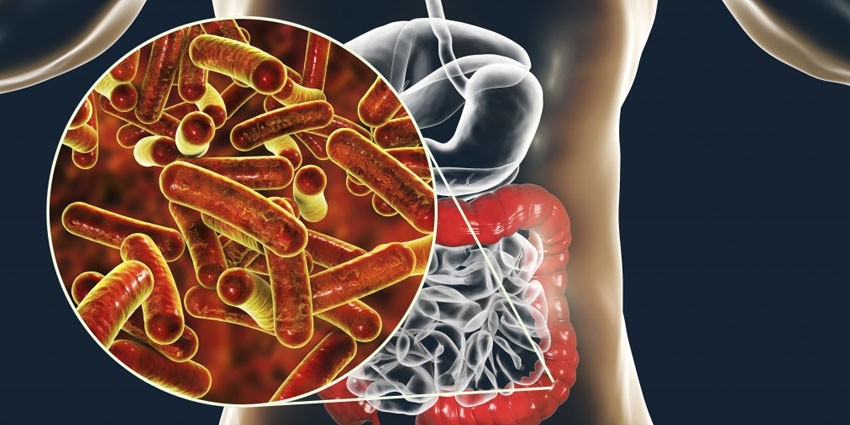 تاثیر مصرف پروبیوتیکها در بهبود عملکرد گوارش و سیستم ایمنی بدن