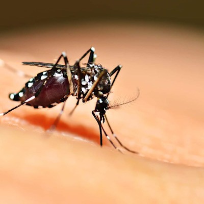 راهکاری‌های پیشگیری از گزش حشرات در فصول گرم