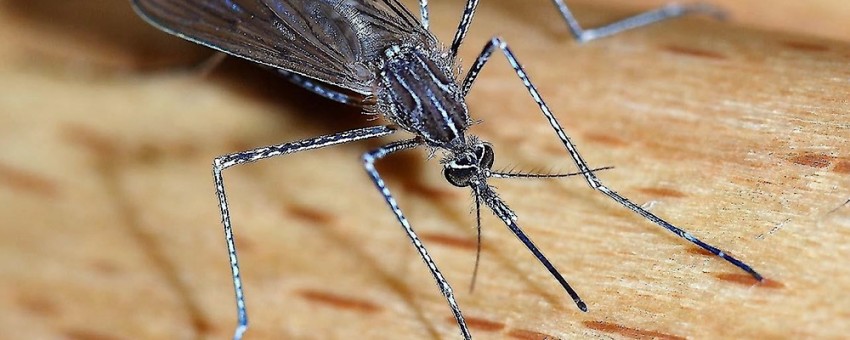 راهکاریهای پیشگیری از گزش حشرات در فصول گرم