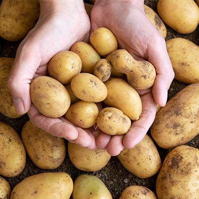 معجزه آب سیب زمینی برای بدن؛ مهم‌ترین خواص و فواید آن را بشناسید